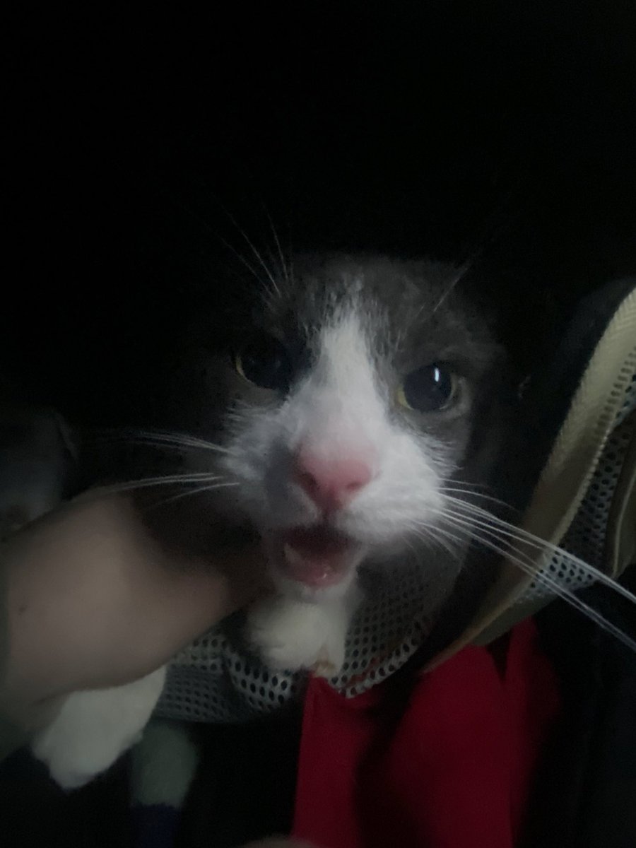 Liowa ✧˖° tweet media