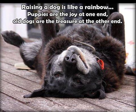 ShadowDogDesign's tweet photo. Raising a #dog is like a rainbow . . . #puppies are the joy at one end, old #dogs are the treasure at the other end.
#BestFriend #OldDogs #GoodDog #FaithfulFriend #LoveDogs #DogsAreLove https://t.co/rDP3aqRfpF