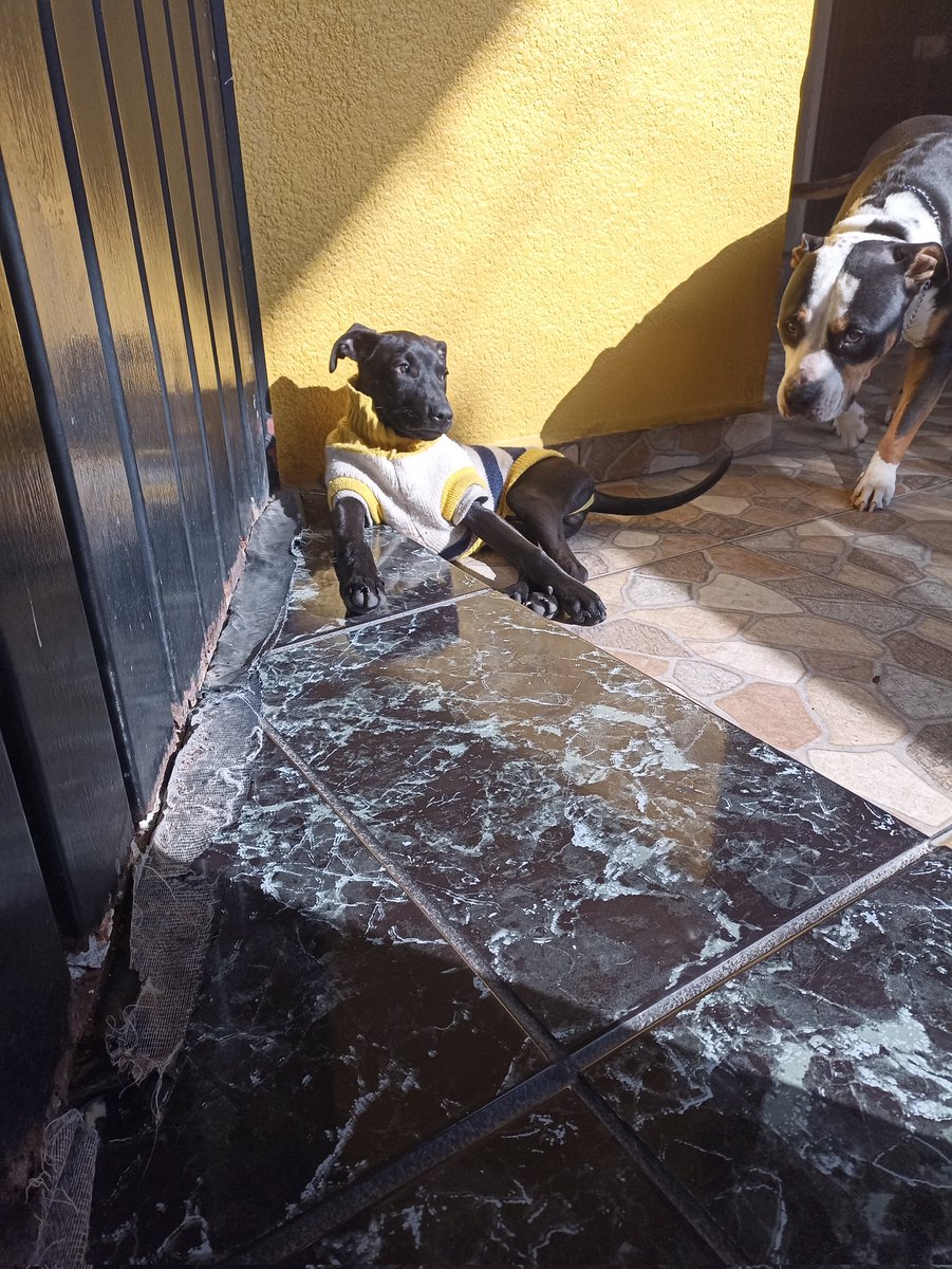 AlexOro28's tweet photo. @DiloConPerritos https://t.co/QPTOt9z2yB