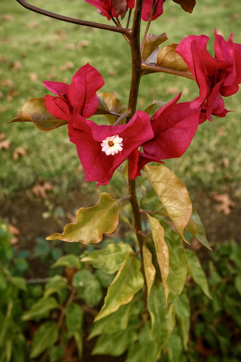 Begonvil aslında hepimizin “çiçek” sandığı o parlak pembe, mor, kırmızı kısımlar gerçek çiçek değil. Onlar brakteler dediğimiz yaprak benzeri renkli kısımlar. Asıl çiçek, ortadaki küçücük beyaz veya sarı tüp şeklindeki kısım.

Bu bitki sıcağı ve güneşi seven bir Akdeniz klasiği.