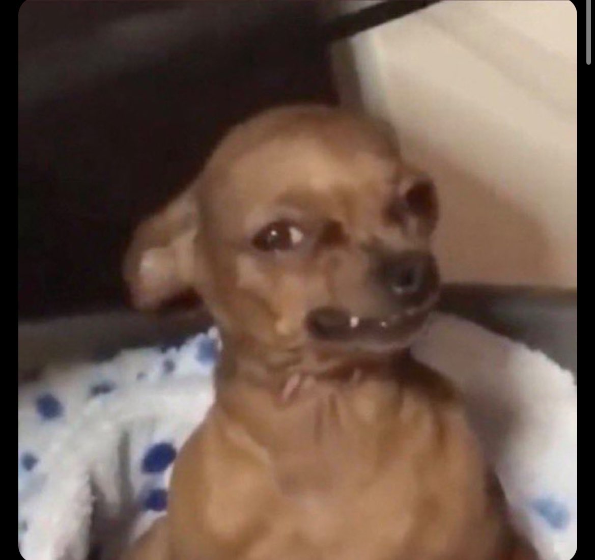 Dpal_Alans1's tweet image. What if God gave us two kidneys and one is capital.🤔🤔🤔