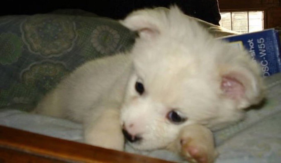 o que eu queria de presente de natal é a aprovação no curso dos meus sonhos