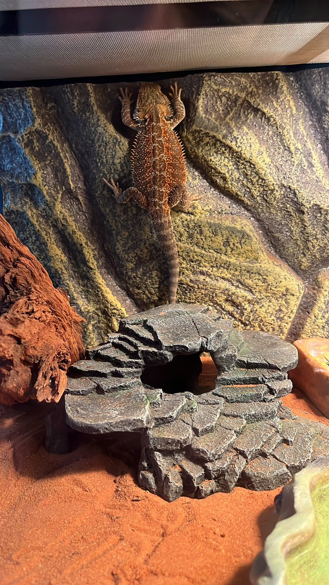 Kiwi está entrando en hibernación y sinceramente me molesta porque yo necesito sobetearla todo el rato😭 
Lo bueno es que pequeña y aun se despierta un poco para comer, pero se pasa todo el día sobada la tía😞