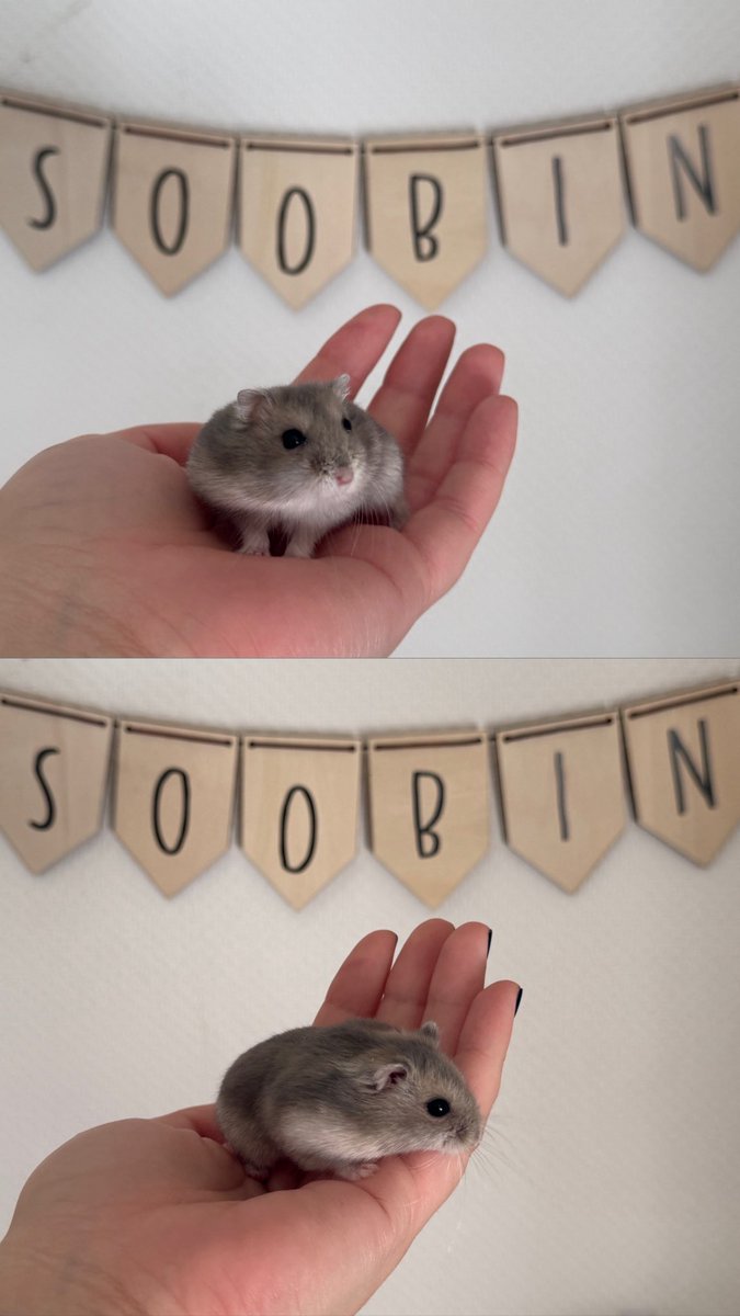 . <a href="/soobinzuki/">atlas .ᐟᅟ</a> you deleted the original tweet sadly, but I just wanted to say thank you, because that tweet of yours made me want to adopt a hamster and name him soobin, and he’s been a blessing ever since 💫