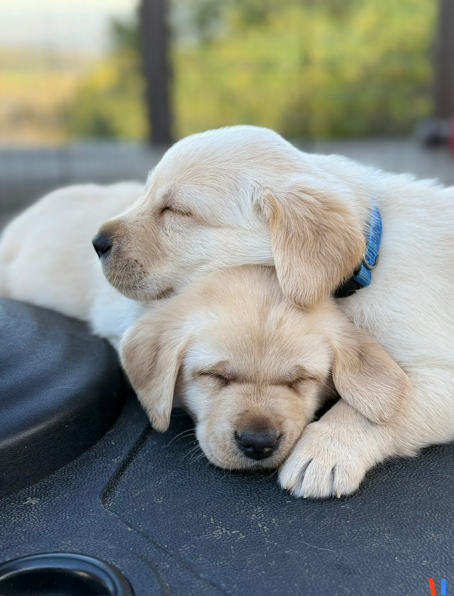 Canine Companions® tweet media