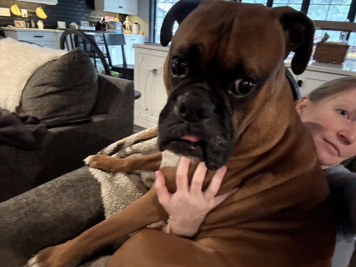 inntothenight's tweet image. I couldn’t get a great picture of the scale because my arm is too short. Here’s my little puppy Zeus on my lap  

#boxerpuppy #boxerdogs #boxerlife 
#boxerlovers #boxersrock #boxersoftwitter #boxerdogsoftwitter #dogsoftwitter #dogsofx