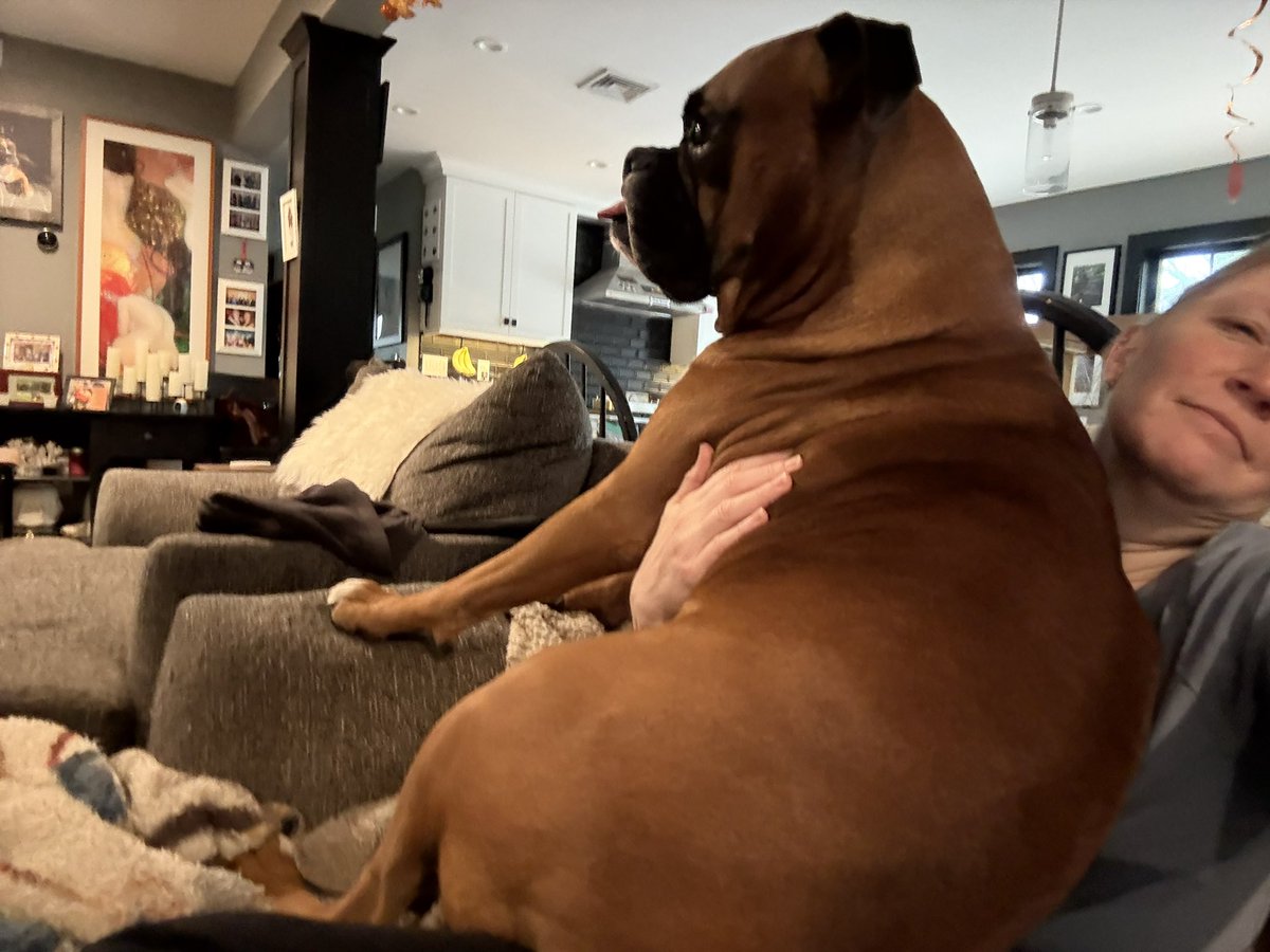 inntothenight's tweet image. I couldn’t get a great picture of the scale because my arm is too short. Here’s my little puppy Zeus on my lap  

#boxerpuppy #boxerdogs #boxerlife 
#boxerlovers #boxersrock #boxersoftwitter #boxerdogsoftwitter #dogsoftwitter #dogsofx