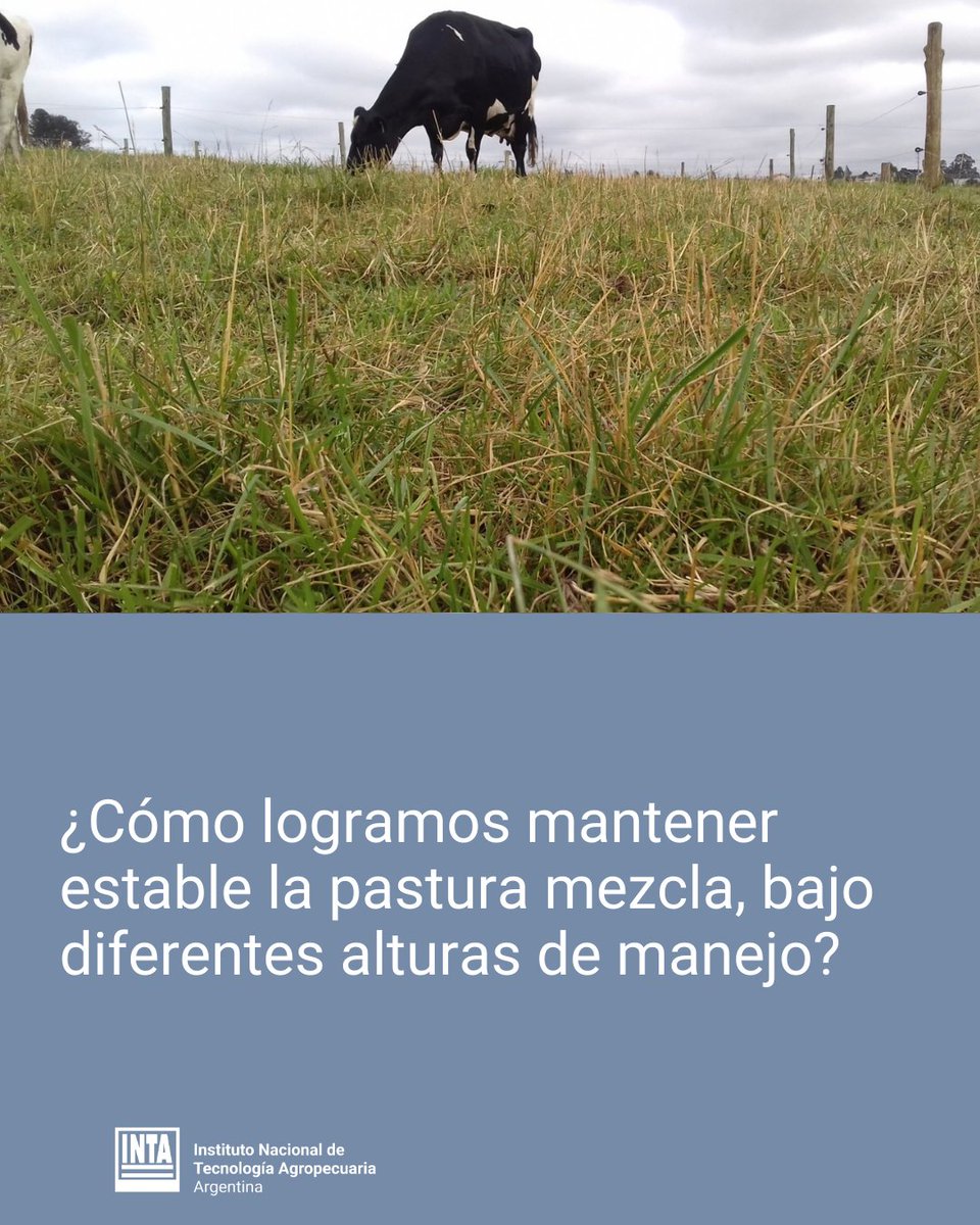 intaCIAP's tweet photo. #Miércolesdepaper🌿

En este estudio evaluamos la producción forrajera y aplicamos dos enfoques complementarios para analizar la estabilidad y persistencia de una pastura mezcla de Lolium arundinaceum y Cenchrus clandestinus,... https://t.co/nIiNtPvCa7