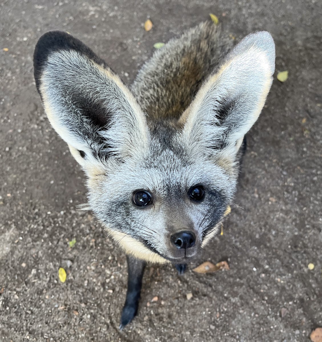 ZooBoise's tweet image. We’re excited to welcome a new bat-eared fox to Zoo Boise! Fern, a six-month-old female, joins male Fletcher in their African Plains home. 

📷: Zookeeper Emily
