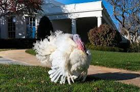 ChillaryC's tweet photo. BREAKING: Trump Cabinet member, Mr. Gobbles, linked to Epstein Files in leaked emails https://t.co/XhZdZAZrXb