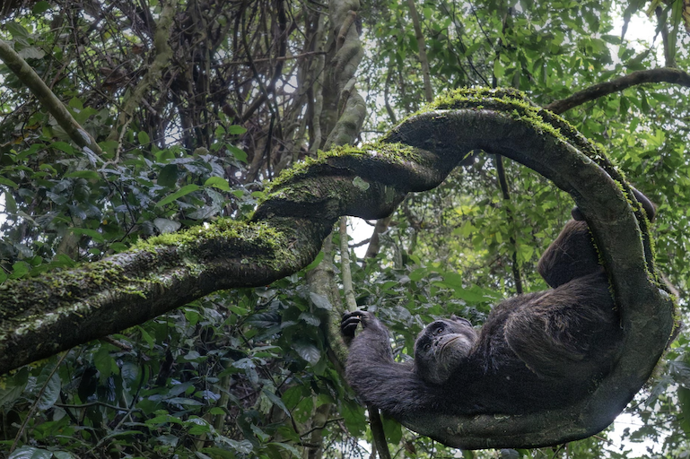 WorldApeFund's tweet photo. Award-Winning Photograph Captures Wild Chimpanzee chilling in the Forest: https://t.co/tqpp3t7Njx https://t.co/BoRWpiBsNN
