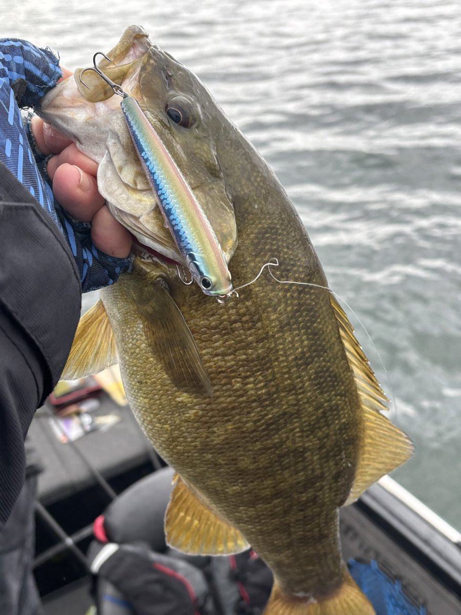 “The Gunfish 95NF in MS MJ Herring is a dual-use topwater bait. It draws vicious topwater strikes from both smallmouth and largemouth bass . It works great as a popping bait as well as a walking "Sammy" type lure. Fish On!”-George M. Fiorille #Gunfish95NF #MSMJHerring #LuckyCraft