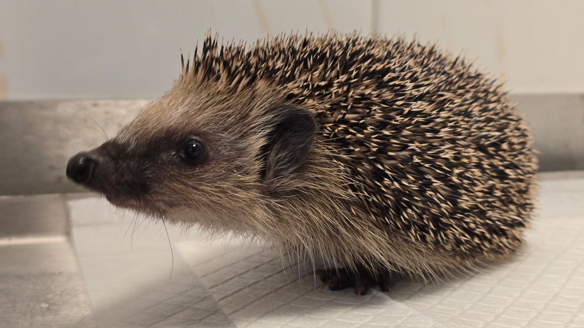 Fundacja PRIMUM tweet media