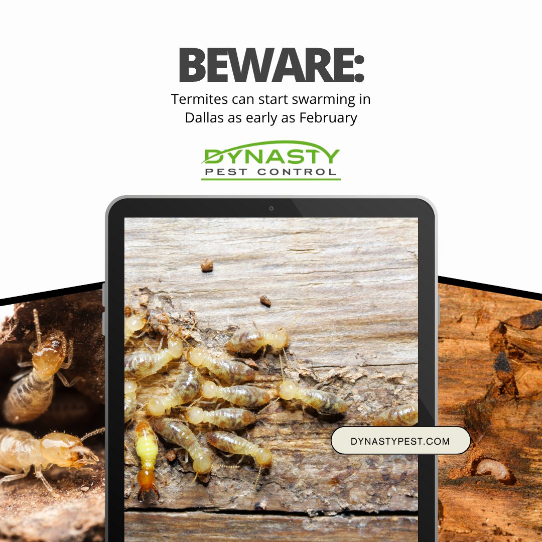DynastyPest's tweet image. Removing them early can stop termites before they reach your house.

Get ahead of termite season! Schedule your inspection with Dynasty Pest Control before they swarm your space.
dynastypest.com

#RichardsonTX #pestcontrol #termites