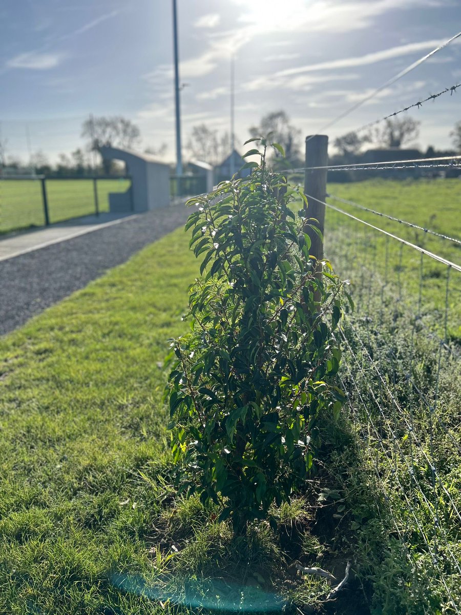 St Ultans GFC tweet media