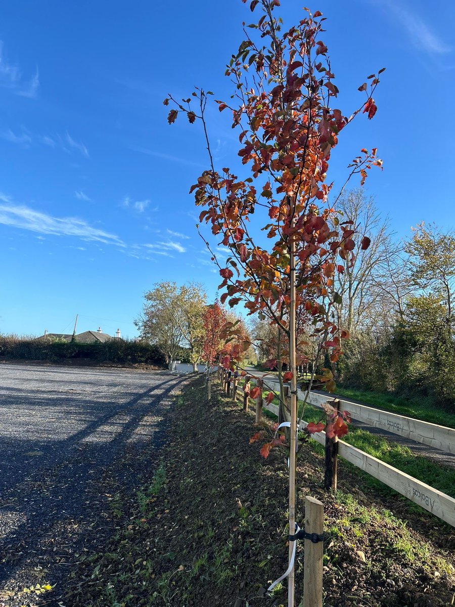 St Ultans GFC tweet media