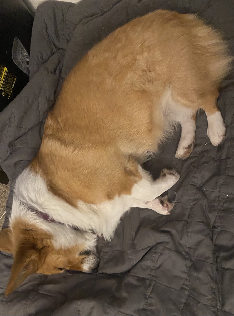 TronDragon4's tweet image. Sitting here working and just listening to my sweet Emma sleeping in her bed and snoring. Cutest thing ever. #corgi