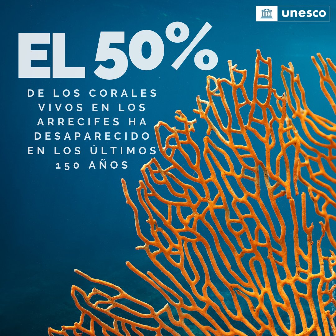 ONU_es's tweet image. Los arrecifes de coral albergan más del 25% de la vida marina, pero están bajo una grave amenaza debido a la actividad humana y al cambio climático.

Cada día se pierde más coral vivo. #ActúaAhora para salvar estos ecosistemas maravillosos y tan frágiles.

vía @UNESCO_es