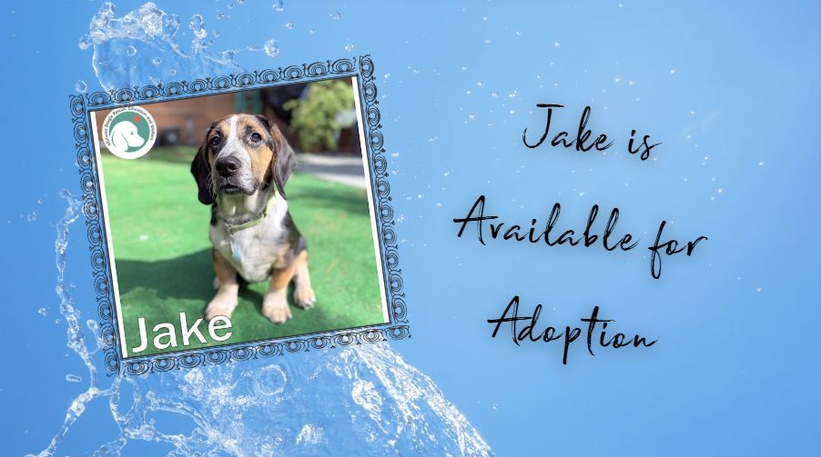 MidWest Beagle Rescue, Education and Welfare, Inc. tweet media