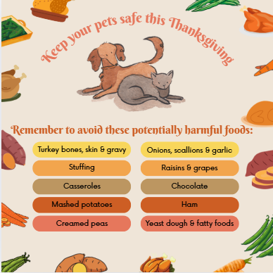 ChastainVets's tweet image. Some Thanksgiving treats are paw-approved 🐾 Others, not so much. See which holiday foods are safe for pets and which to keep off their plates this season! 🍽️ #ThanksgivingPets #PetSafety #PawApproved