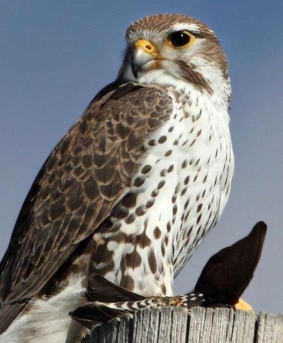 szentandrassym's tweet image. 