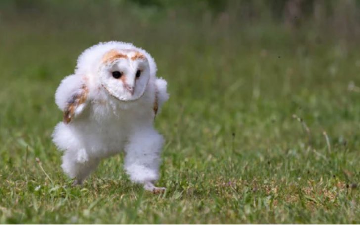 かめけん (@moheji1106) on Twitter photo 