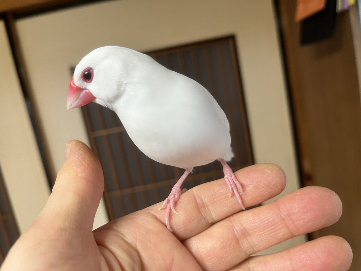 ぽんきち。 (@jponkichi) / Posts / X