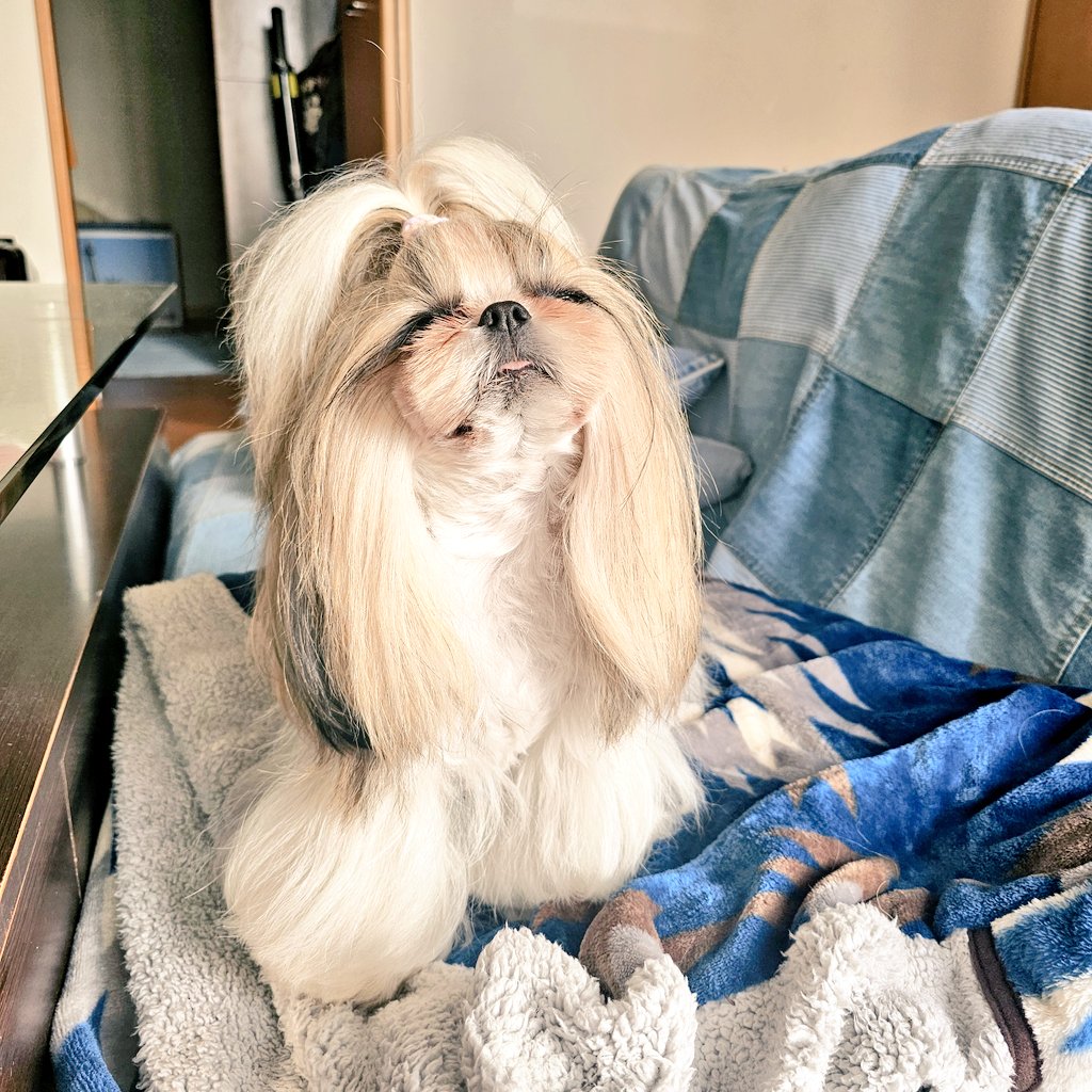 しおまめはなちゃん🐾̑̈‎´(◍•㉦•◍)๑ﾜﾝ! (@lovesiomame0013) / Posts / X