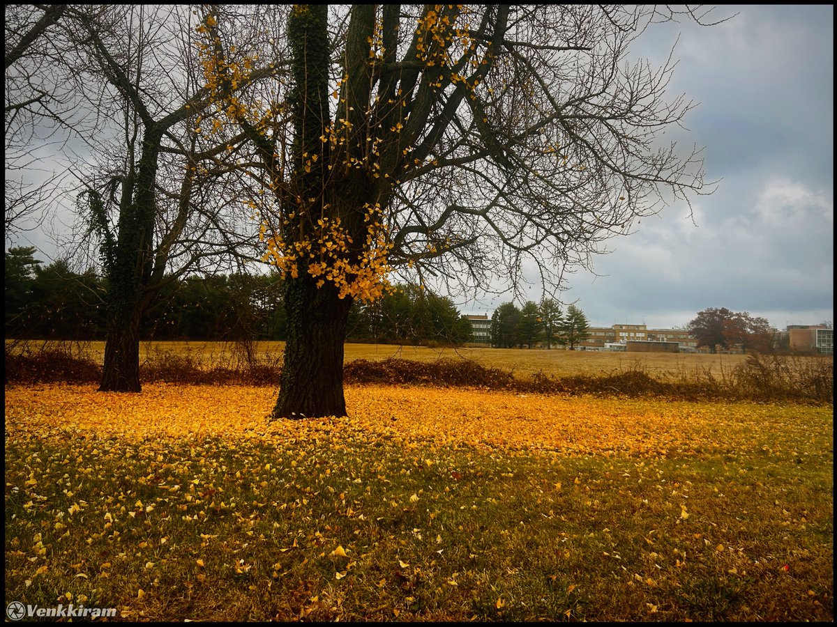 venkkiram's tweet photo. Between the last golden leaves and the approaching winter sky. Love this NJ mood. βοΈππβ¨
#venkkiclicks #WednesdayWander #AutumnColors #FallFoliage #FallColors #AutumnVibes #TreesOfX #SeasonalColors #NewJersey #NaturePhotography https://t.co/IS5BtmuEaD