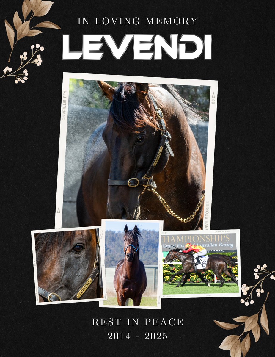 Today we share the heartbreaking news of Levendi’s passing. A champion on the track and a loved member of our farm. Our full tribute is below. 💚🐎