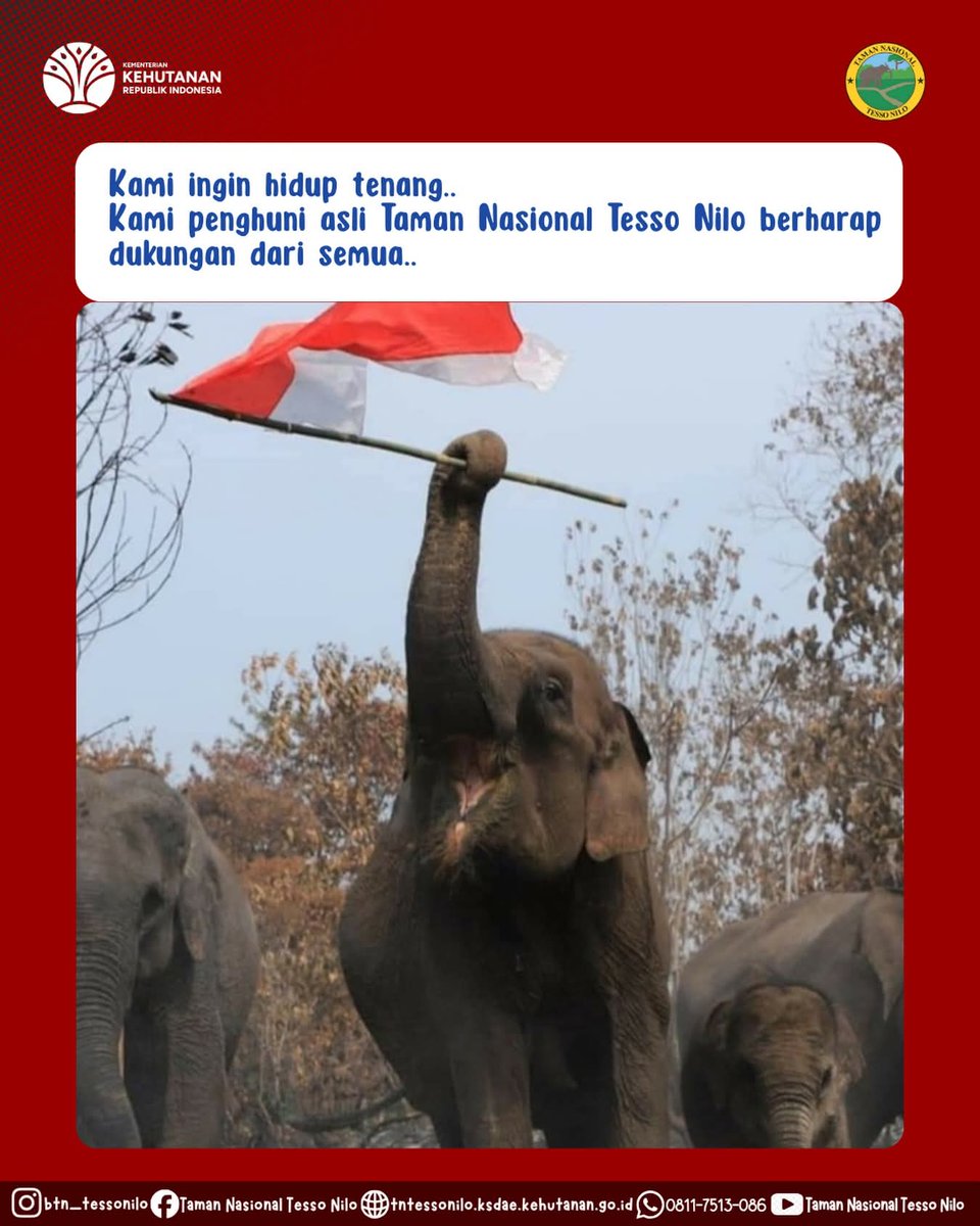 btn_tessonilo's tweet image. #savetessonilo