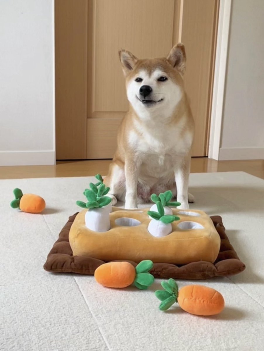 柴犬·͜·♡もも (@momonosekaiii) / Posts / X