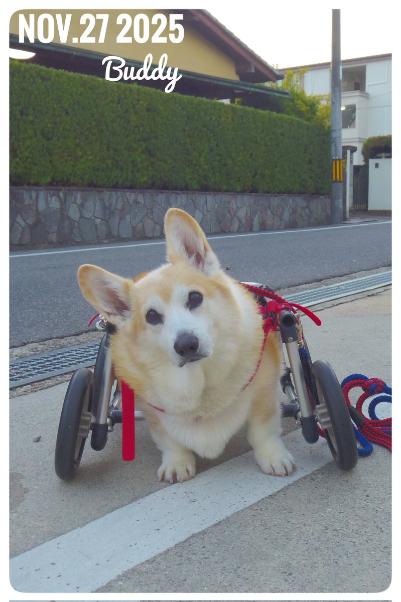 Buddy1957090828's tweet image. 『朝のお散歩 終了です』
朝のお散歩 終了です。 雲ひとつない朝、 その分寒い朝です。 日中はそれなりの暖かさが見込まれますが、 夕方から 雨かな。
#コーギー #corgi #Buddy君