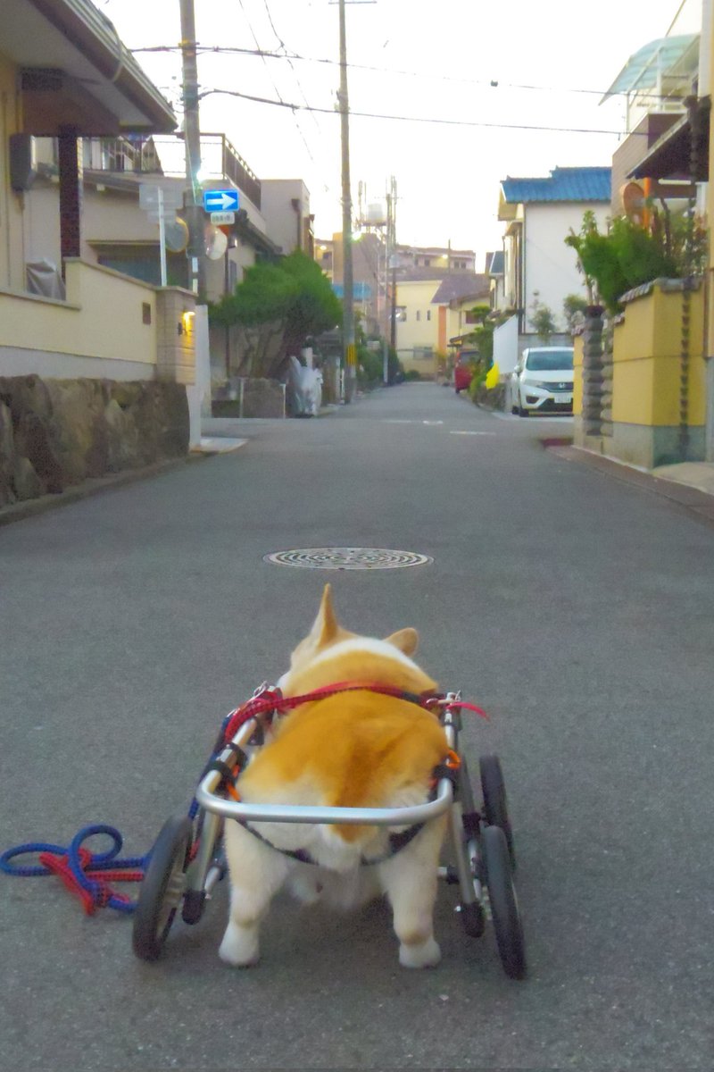 Buddy1957090828's tweet image. 『お散歩に向かいましょう』
では お散歩に向かいましょう。
#コーギー #corgi #Buddy君