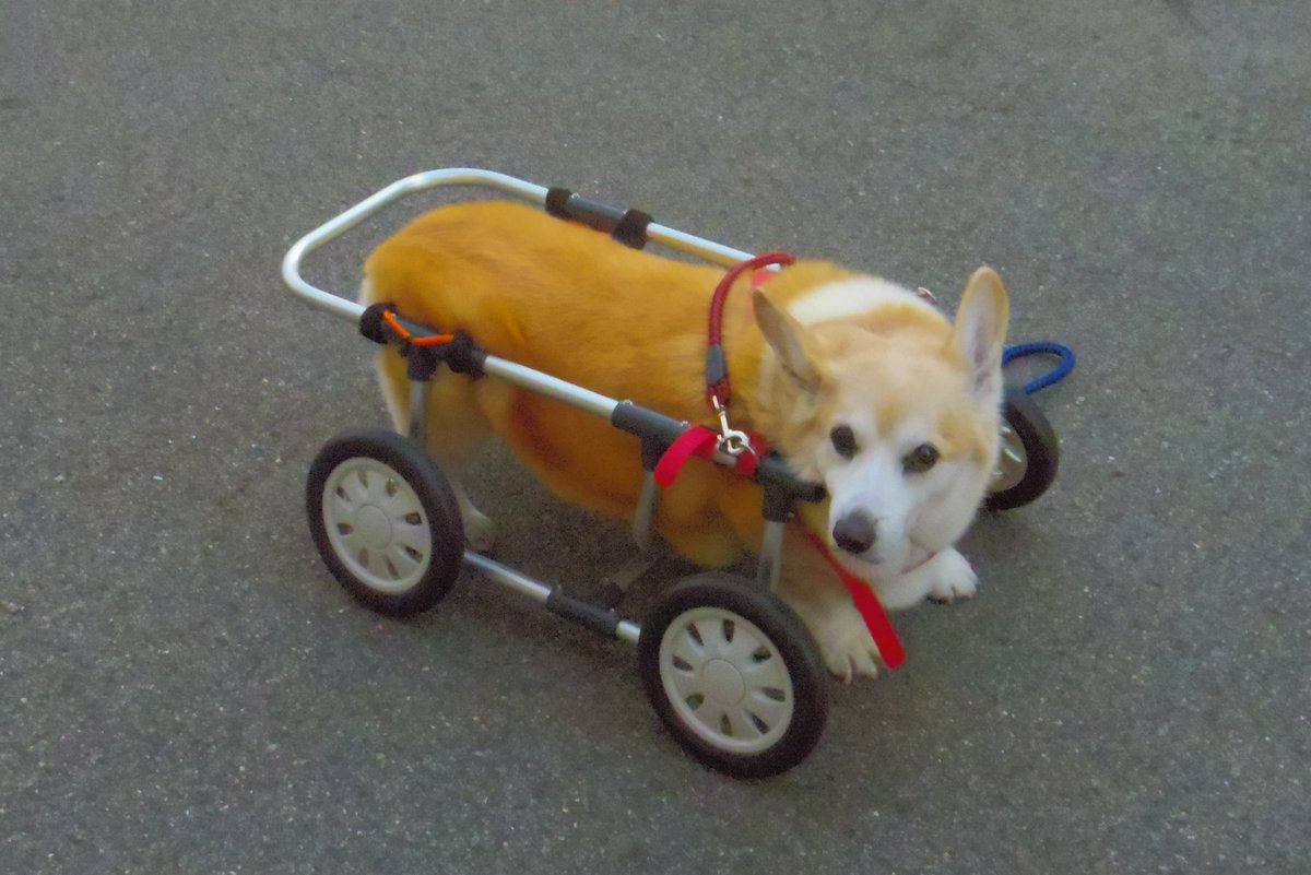 Buddy1957090828's tweet image. 『お散歩に向かいましょう』
では お散歩に向かいましょう。
#コーギー #corgi #Buddy君