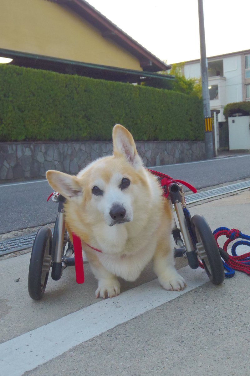 Buddy1957090828's tweet image. 『郵便局前に到着です』
郵便局前に到着です。
それにしても寒いですね。
#コーギー #corgi #Buddy君