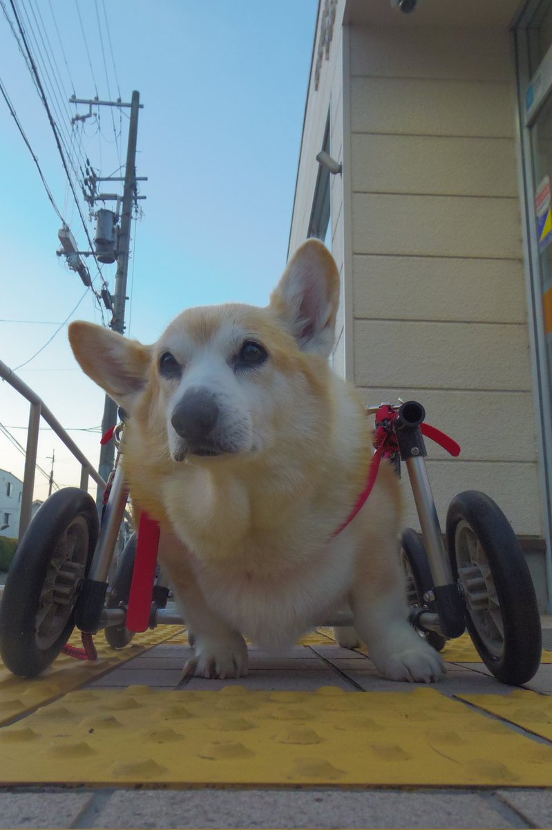 Buddy1957090828's tweet image. 『郵便局前に到着です』
郵便局前に到着です。
それにしても寒いですね。
#コーギー #corgi #Buddy君