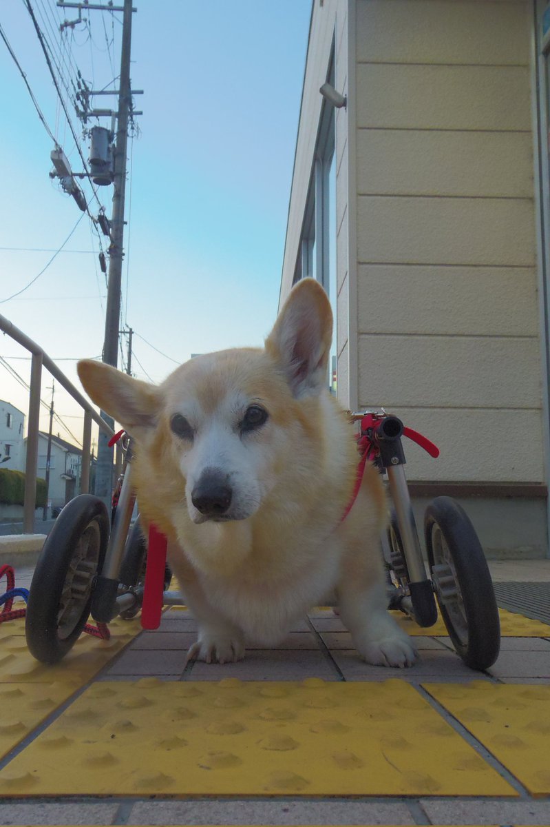 Buddy1957090828's tweet image. 『郵便局前に到着です』
郵便局前に到着です。
それにしても寒いですね。
#コーギー #corgi #Buddy君