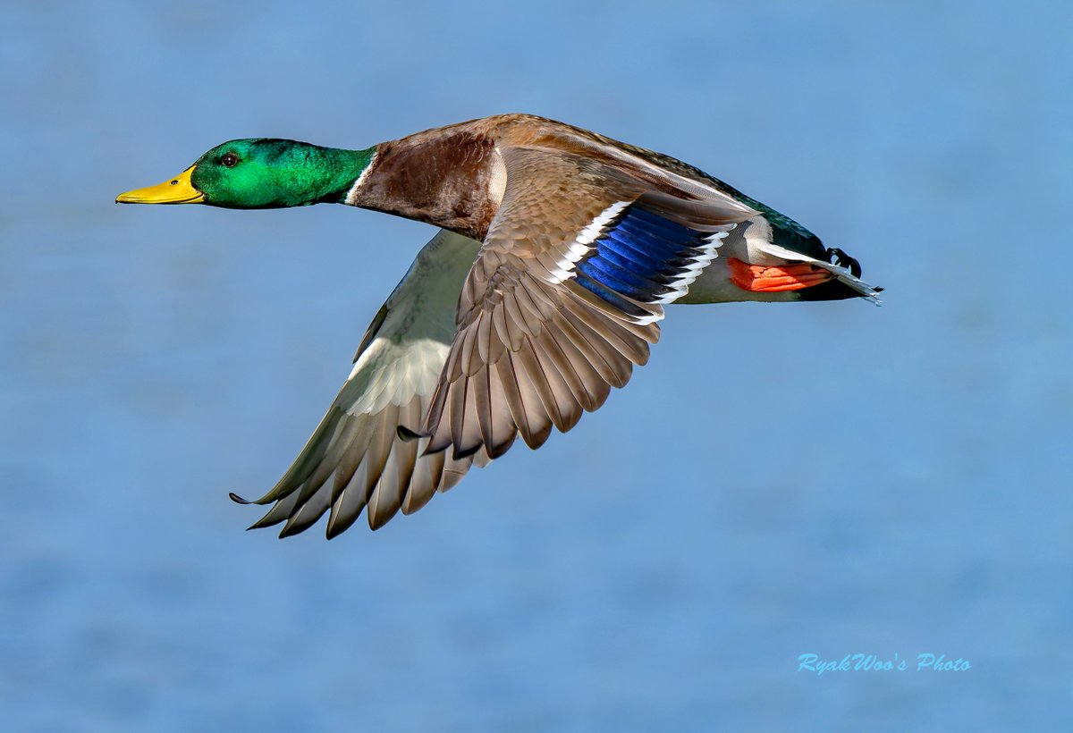 rb_merganser's tweet image. やはり君達は美しいな。