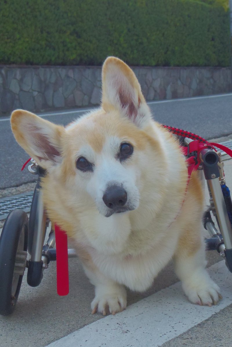 Buddy1957090828's tweet image. 『スンなお顔で』
お家に帰りましょう。
#コーギー #corgi #Buddy君