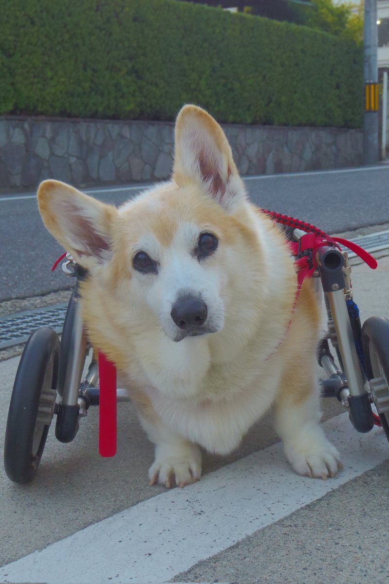 Buddy1957090828's tweet image. 『スンなお顔で』
お家に帰りましょう。
#コーギー #corgi #Buddy君