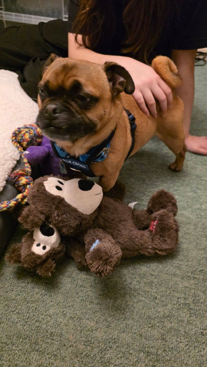 Julie Aris 🇺🇦🇬🇧 tweet media