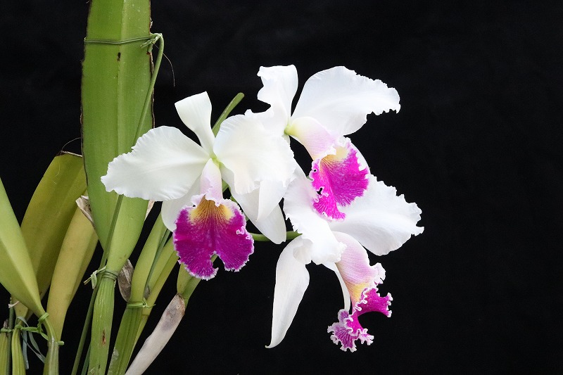 NK】 (@nknk81191345) / Posts / X