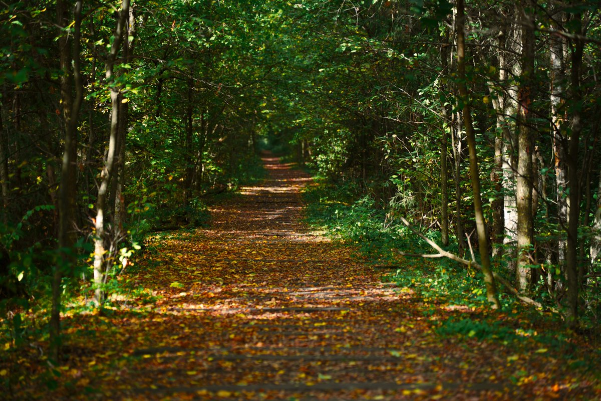 Однако, осень кончилась, и в наших краях наступила долгая, холодная и тёмная зима. Что немного грустно и ертовски тяжело. Попробуем дожить до весны.