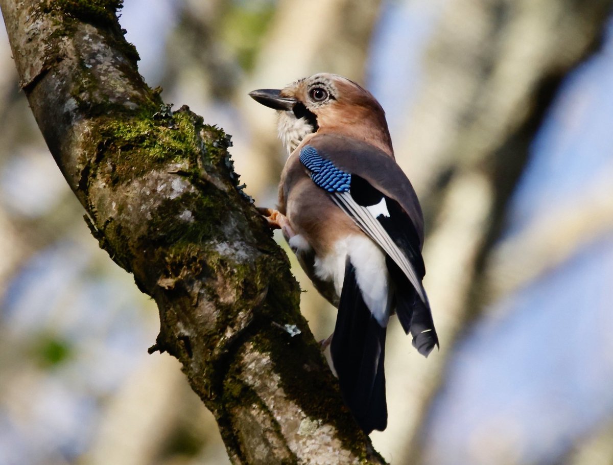 Richard Augarde tweet media