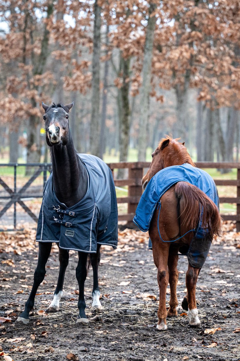 🕊️𝕣𝕚𝕟🐎 (@Rin3mofmof) / Posts / X