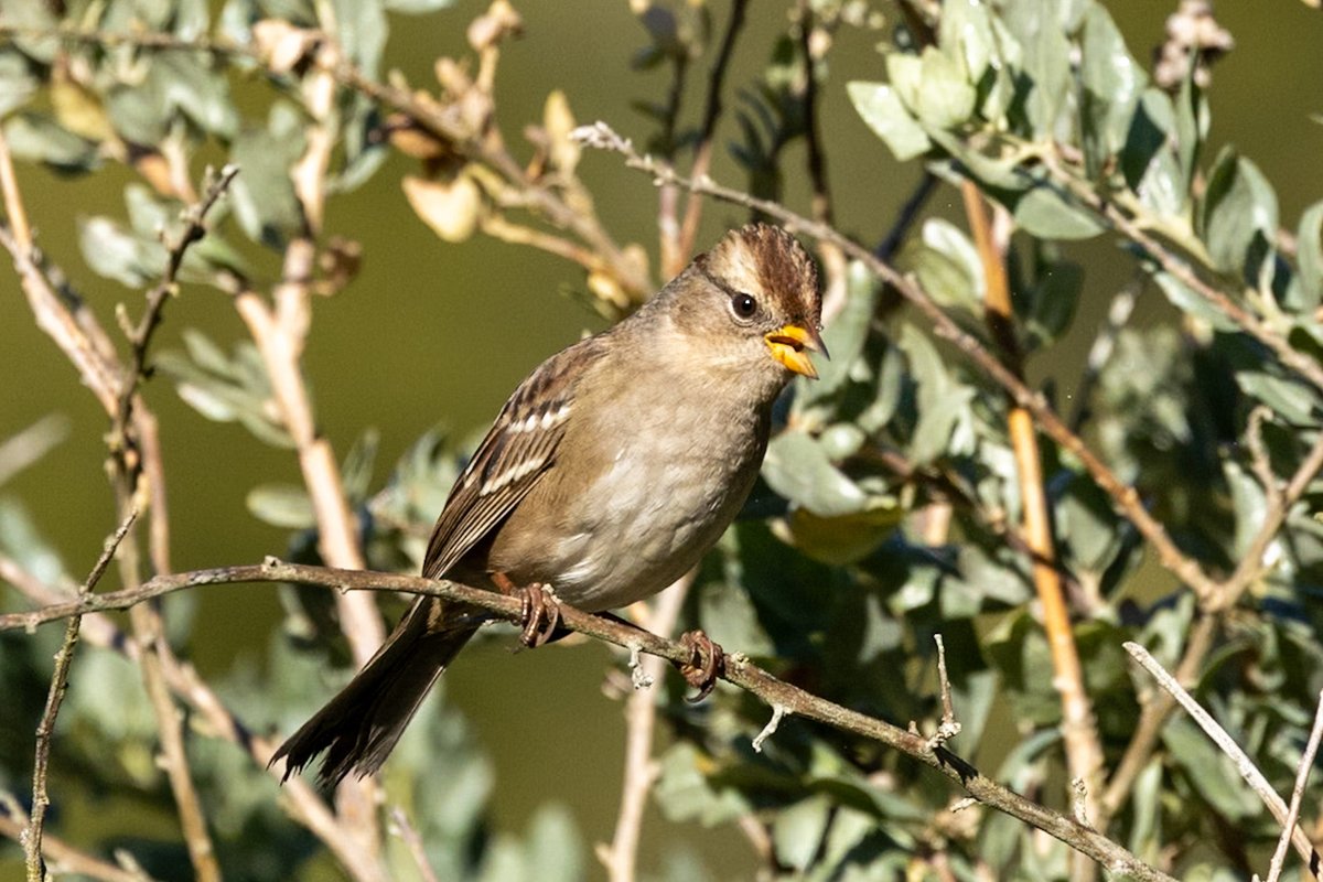 After my encounter with a striking adult, I stumbled upon an immature white-crowned sparrow at San Francisco’s Botanical Gardens in October. A little cutie! #birding #birdphotography #canonphotography #wildlifewednesday #BirdsSeenIn2025