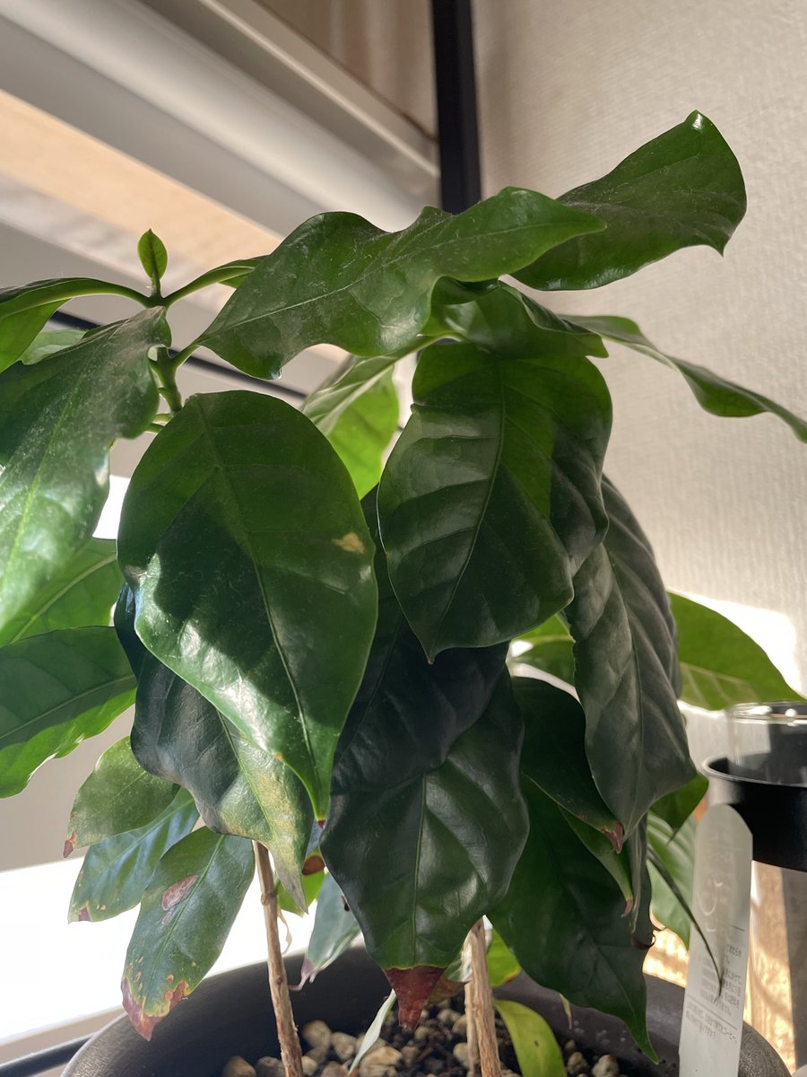 ahmad_coffee_S's tweet image. 今日のコーヒーはインドネシア🇮🇩「Kapal Api」
フルーツを添えて
#アマドコーヒー　
#コーヒーのある暮らし 
#コーヒー好きな人と繋がりたい 
#コーヒー