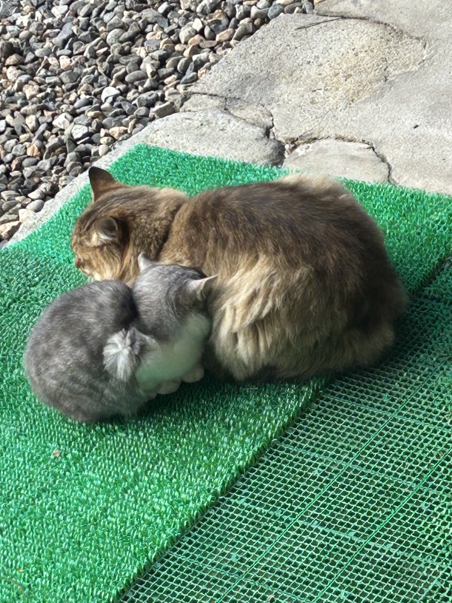 ฅ^•ω•^ฅ🍡