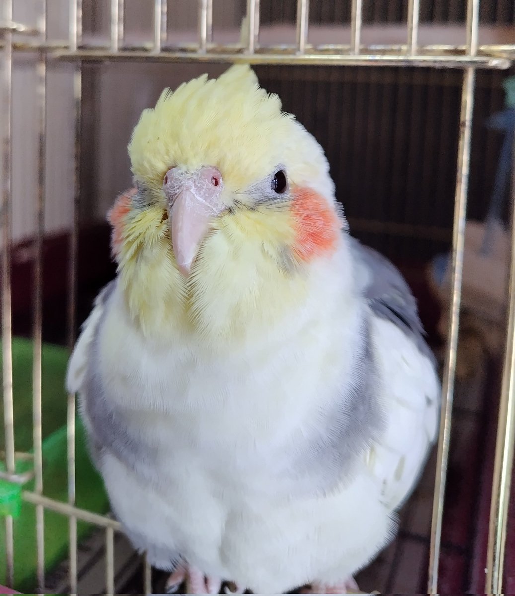 朝からもふもふ😊🐦️

#オカメインコ
#インコ
#行ってきます